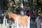 Boekel 10 oktober 2018
Steffi Verhagen aan het werk bij haar boerderij. In beokel zijn momenteel veel wolven waar jacht op wordt gemaakt door jagers.