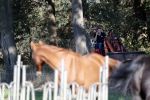 Boekel 10 oktober 2018
Steffi Verhagen aan het werk bij haar boerderij. In beokel zijn momenteel veel wolven waar jacht op wordt gemaakt door jagers.