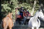 Boekel 10 oktober 2018
Steffi Verhagen aan het werk bij haar boerderij. In beokel zijn momenteel veel wolven waar jacht op wordt gemaakt door jagers.