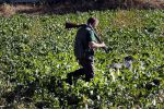 Boekel 10 oktober 2018
Steffi Verhagen aan het werk bij haar boerderij. In beokel zijn momenteel veel wolven waar jacht op wordt gemaakt door jagers.