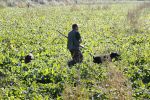 Boekel 10 oktober 2018
Steffi Verhagen aan het werk bij haar boerderij. In beokel zijn momenteel veel wolven waar jacht op wordt gemaakt door jagers.