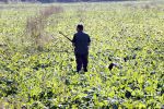 Boekel 10 oktober 2018
Steffi Verhagen aan het werk bij haar boerderij. In beokel zijn momenteel veel wolven waar jacht op wordt gemaakt door jagers.
