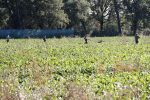 Boekel 10 oktober 2018
Steffi Verhagen aan het werk bij haar boerderij. In beokel zijn momenteel veel wolven waar jacht op wordt gemaakt door jagers.