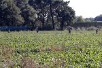 Boekel 10 oktober 2018
Steffi Verhagen aan het werk bij haar boerderij. In beokel zijn momenteel veel wolven waar jacht op wordt gemaakt door jagers.