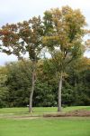 Valkenswaard, 12 Oktober 2019
Eindhovensche golfbaan