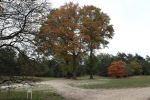 Valkenswaard, 12 Oktober 2019
Eindhovensche golfbaan