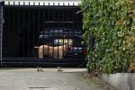 Berkel en Roderijs 23 oktober 2021
Huis van Andre Hazes waar Monique Westenberg en hun zoon Andre jr wonen