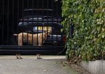 Berkel en Roderijs 23 oktober 2021
Huis van Andre Hazes waar Monique Westenberg en hun zoon Andre jr wonen