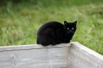 Weesp 26 oktober 2021
zwarte kat