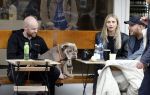 Amsterdam 29 oktober 2022
Davy Klaassen met zijn hond op terras.