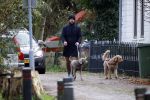 Zuiderwoude 18 november 2022
Thijs Romer laat zijn honden uit .