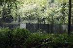 Lage Vuursche 28 juli 2023
Palijs Drakensteyn van prinss Beatrix . De poort is geschilderd en in de tuin staan hekken met donkee doeken voor privacy . Naast het landgoed is een stuk bouwgrond te koop.