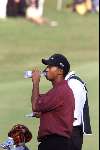 Marbella 12 november 2000
 Golfclub Valderrama American Express Championships.
Tiger Woods  golfen