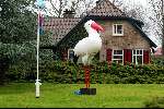 Castricum 23 november 2003
Grote ooievaar in tuin na geboortekleinzoon henny huisman