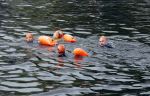 Amsterdam 11 september 2016
Amsterdam city swim tbv ALS door de amsterdamse grachten. Johnny de Mol met manager Carlijn de Vries Ralph en Daniel de Vries