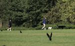 Amsterdam 13 september 2018
Robert ten Brink en zijn vrouw Roos laten hun twee honden uit in het amsterdamse bos.