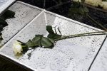 Naarden 9 oktober 2020
Het graf van Jan des Bouvrie met duizenden witte rozen en de beroemde stoel die Jan ontworpen heeft .