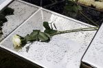 Naarden 9 oktober 2020
Het graf van Jan des Bouvrie met duizenden witte rozen en de beroemde stoel die Jan ontworpen heeft .
