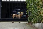 Berkel en Roderijs 23 oktober 2021
Huis van Andre Hazes waar Monique Westenberg en hun zoon Andre jr wonen