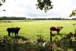 Den Dungen 23 september 2024
Met Matthijs Albers op bezoek bij de boerderij van NZV deelneemster Deedry Heijmans . Matthijs sprak haar avder.
