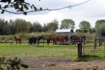 Den Dungen 23 september 2024
Met Matthijs Albers op bezoek bij de boerderij van NZV deelneemster Deedry Heijmans . Matthijs sprak haar avder.