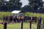 Den Dungen 23 september 2024
Met Matthijs Albers op bezoek bij de boerderij van NZV deelneemster Deedry Heijmans . Matthijs sprak haar avder.