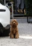 Huizen 14 september 2024
Marco Borsato Leontine Ruiters Jada Borsato Luca Borsato vieren de 23e verjaardag van Senna Borsato bij Leontine in de tuin van haar huis . Obi Ruiters waakt