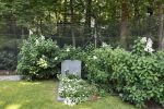 Lage Vuursche 14 augustus 2025
Prins Friso ligt begraven op de begraafplaats de Lage vuursche naast Kasteel Drakesteyn waar prinses Beatrix woont.