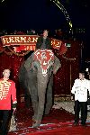 Den Haag 12 oktober 2005
Presentatie boek Henny Huisman bij circus Renz. op olifant