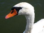 Zwaan