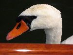 Zwaan