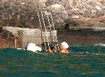Porte Ercole 27 Juli 1996
Prinses Juliana zwemmend in zee