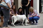 Amsterdam 15 augustus 2009
Rossana Lima Kluivert met vriendinnen op de pc hooftstraat waar ze een zwerfhond helpen.
Peter Smulders bv