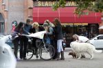 Amsterdam 24 augustus 2010
Danielle Overgaag werkt mee aan candid camera programma van sbs 6 samen met haar hond evert.
Peter Smulders bv
