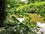 Eindhoven, 2 September 2015
Nauurlijk riviertje de Dommel met stromend water.