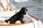 Nigtevecht 13 augustus 2015
Jurgen Smit en Milika Peterzon varen met hun boot en hond op de vecht.
