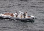 Ibiza 26 juni 2016
Nick en Kirsten Schilder trouwen op het strand van es Cubells. De vaderr van Kirsten trouwt ze en Ruben Nicolai doet zijn act als Duitse zanger.