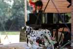 Diepenheim 24 augustus 2019
Wibi Soerjadi geeft tuinconcert in de tuin van zijn huis. Hond Wibi