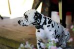 Diepenheim 24 augustus 2019
Wibi Soerjadi geeft tuinconcert in de tuin van zijn huis. Hond Wibi