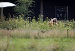 Eefde 12 augustus 2021
Matthijs v Nieuwkerk en zijn vriendin Martha Riemsma vieren vakantie bij het vakantiehuis van Matthijs