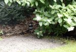 Lage Vuursche 28 juli 2023
Palijs Drakensteyn van prinss Beatrix . De poort is geschilderd en in de tuin staan hekken met donkee doeken voor privacy . Op de begraafplaats naat het kasteel ligt het graf van Prins Friso waar struiken omheen zijn gezet.