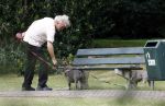 Blaricum 24 augustus 2024
Gordon laat zijn twee hondjes uit.