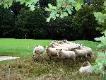 Leusden, 27 September 2005
Schapen op hole 10 bij golfbaan De Hoge Klei