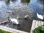 Zwanen met hun jong