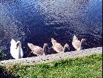 Zwanen met hun jong