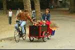 Amsterdam 5 september 2003
Beau v Erven Dorens met zijn vrouw Selly en zijn 3 kinderen in het vondelpark op de fiets